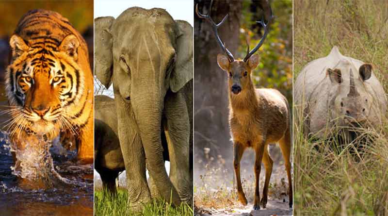 Wildlife-and-its-Conservation-in-India