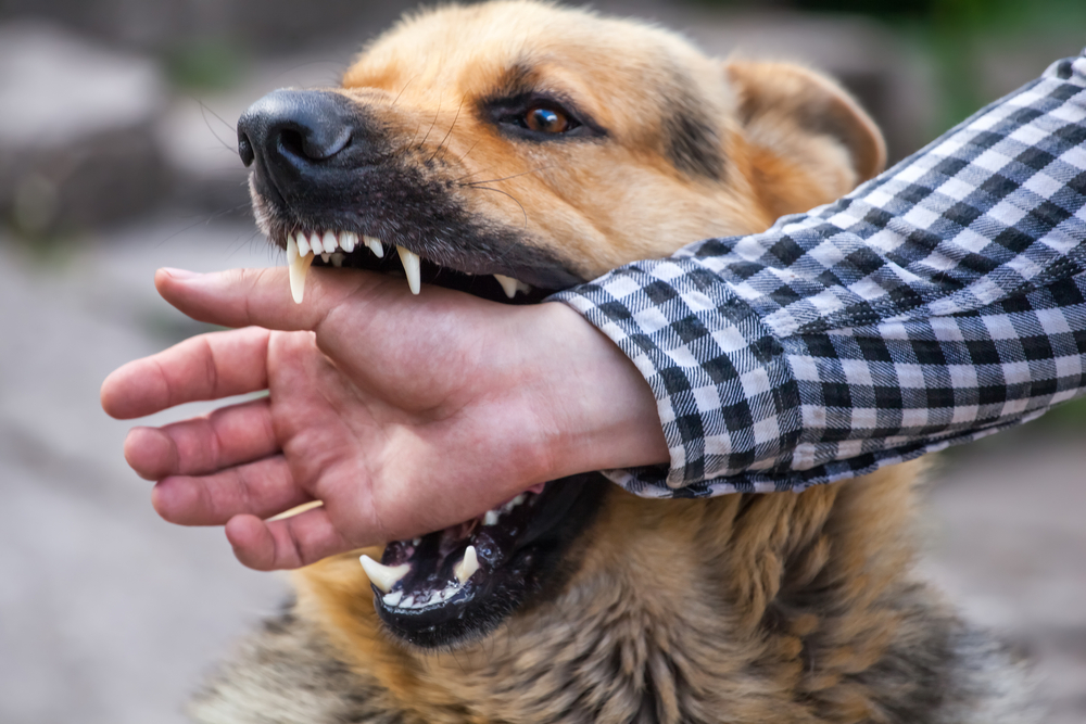 A,Male,German,Shepherd,Bites,A,Man,By,The,Hand.