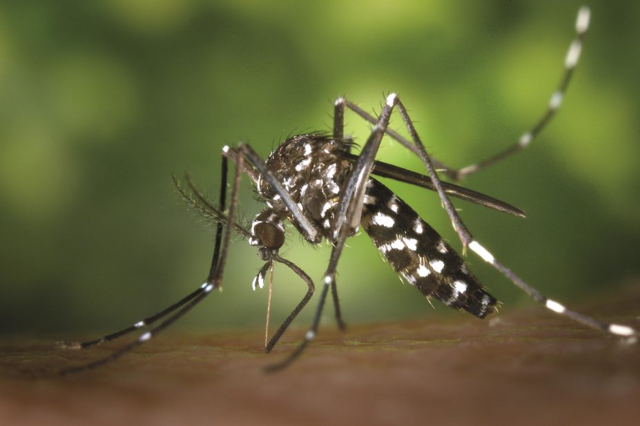 aedes-albopictus-asian-tiger-mosquito-dengue-15-927x617