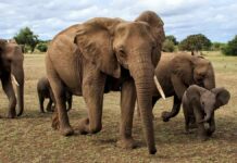 धक्कादायक! 50 हत्ती कापणार, मांस घराघरात वाटणार; ‘या’ देशात निघालं फर्मान, कारण काय..