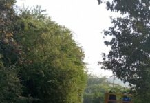 वराडसिम वाघुर धरणाकडे जाणारा रस्ता काटेरी झुडपांच्या विळख्यात ?