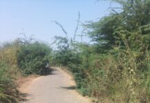 बेलव्हाळ – वराडसीम रस्ता अडकला काटेरी झुडपात !