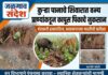 कुऱ्हा पानाचे शिवारात वन्य प्राण्यांकडून कापूस पिकाचे नुकसान !