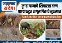 कुऱ्हा पानाचे शिवारात वन्य प्राण्यांकडून कापूस पिकाचे नुकसान !